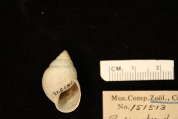 Media type: image;   Malacology 151513